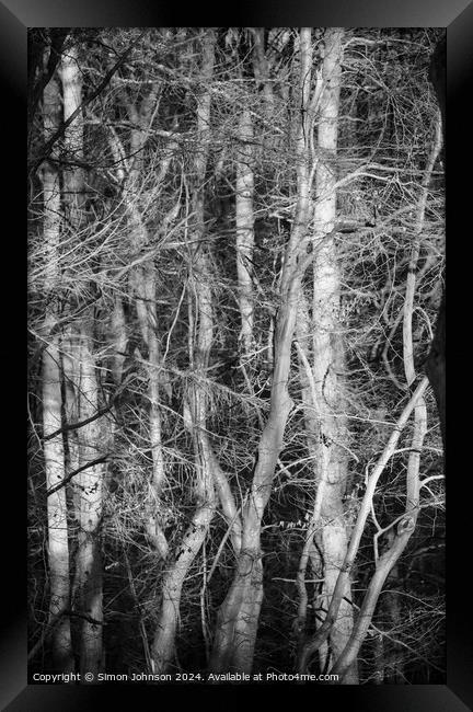 Sunlit woodland monochrome  Framed Print by Simon Johnson
