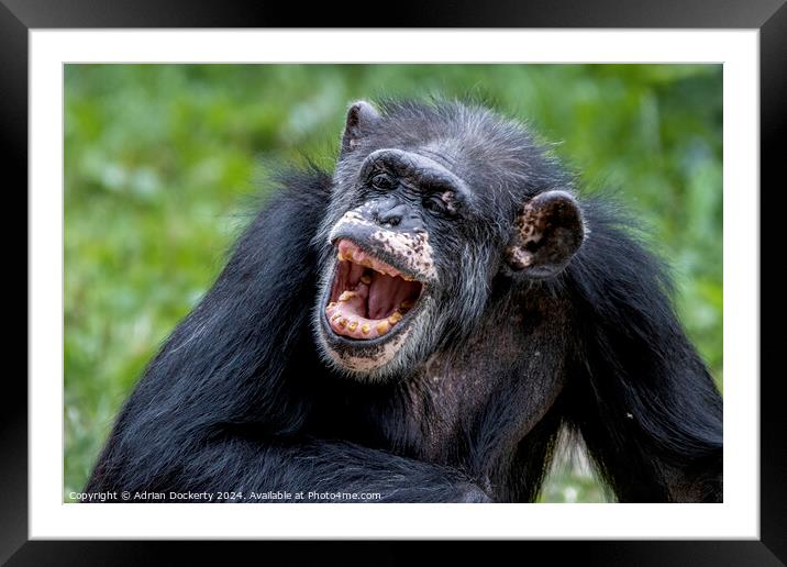 Laughing chimp Framed Mounted Print by Adrian Dockerty