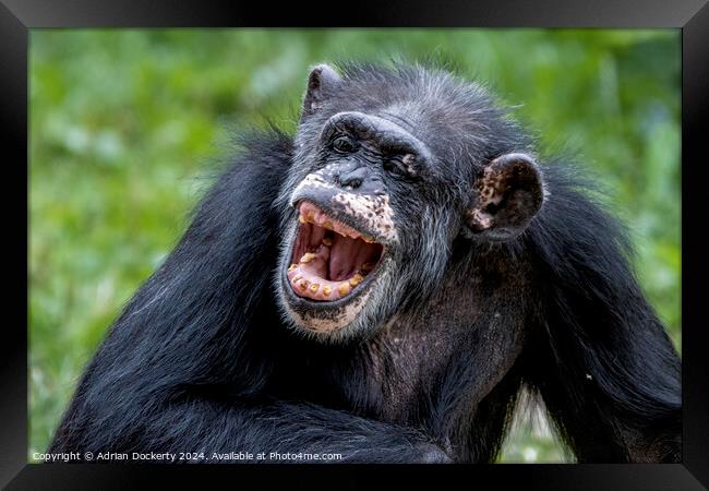 Laughing chimp Framed Print by Adrian Dockerty