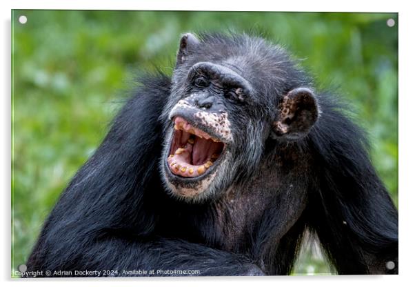 Laughing chimp Acrylic by Adrian Dockerty