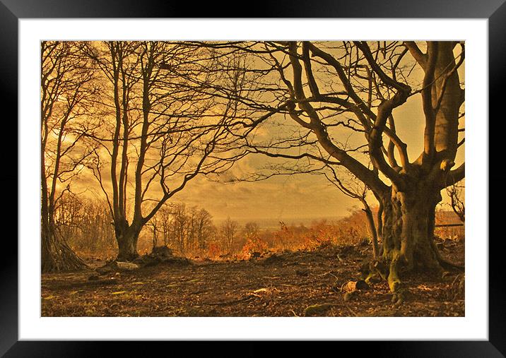 Autumn light Framed Mounted Print by Dawn Cox