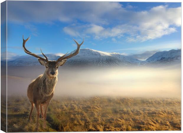 Scottish Highland Stag Canvas Print by Alison Chambers