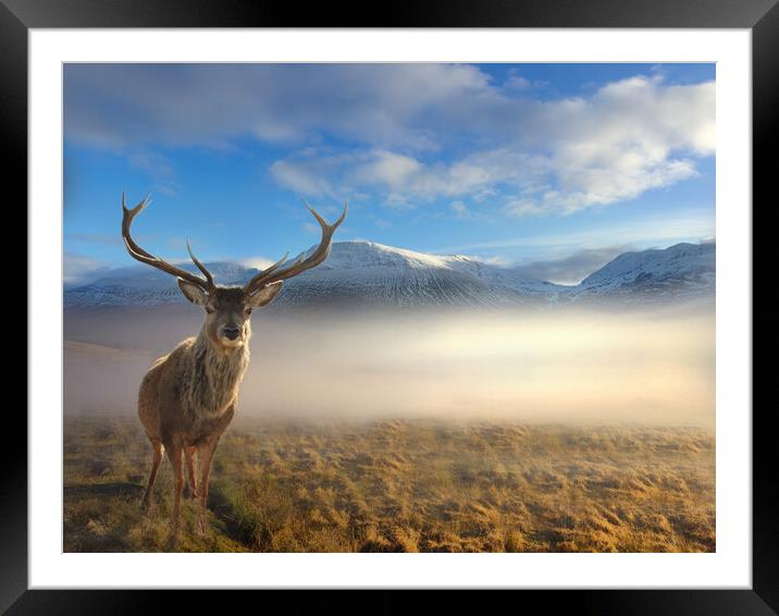 Scottish Highland Stag Framed Mounted Print by Alison Chambers