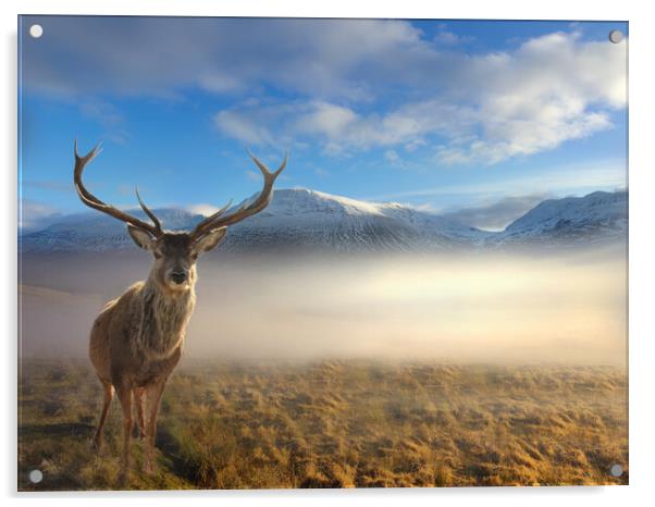 Scottish Highland Stag Acrylic by Alison Chambers
