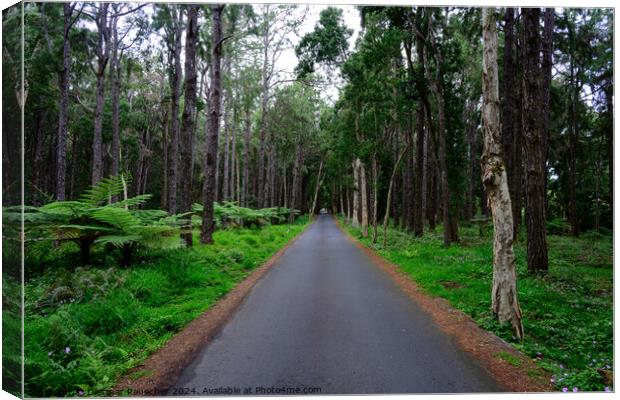 Road to Alexandra Falls in the Black River National Park, Maurit Canvas Print by Dietmar Rauscher