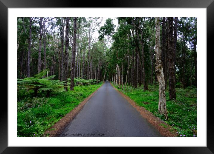 Road to Alexandra Falls in the Black River National Park, Maurit Framed Mounted Print by Dietmar Rauscher