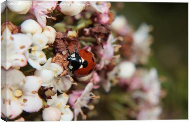 Ladybird on Spring blossom Canvas Print by Sue HASKER