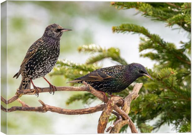 Starlings in the Snow. Canvas Print by Colin Allen
