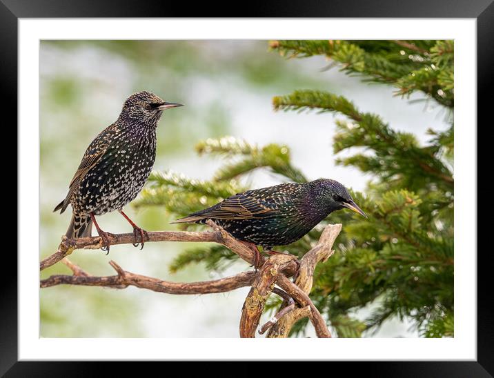 Starlings in the Snow. Framed Mounted Print by Colin Allen