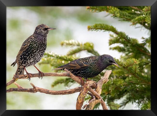 Starlings in the Snow. Framed Print by Colin Allen