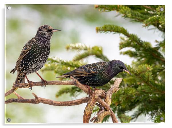 Starlings in the Snow. Acrylic by Colin Allen