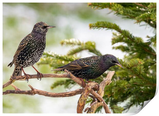 Starlings in the Snow. Print by Colin Allen
