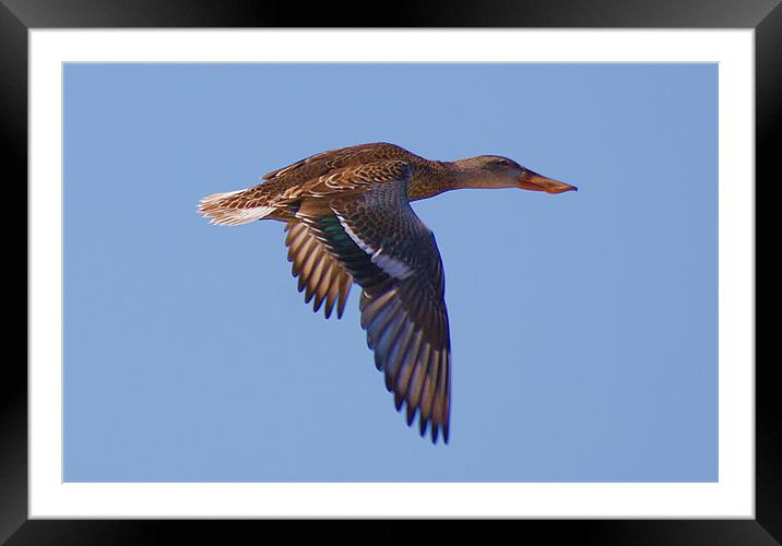 beautiful duck in flight Framed Mounted Print by john kolenberg
