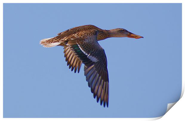 beautiful duck in flight Print by john kolenberg