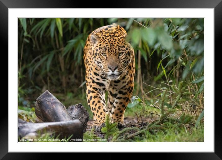 Jaguar on patrol Framed Mounted Print by Adrian Dockerty