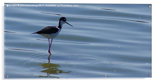 long legged stilt, checking out todays menu Acrylic by john kolenberg