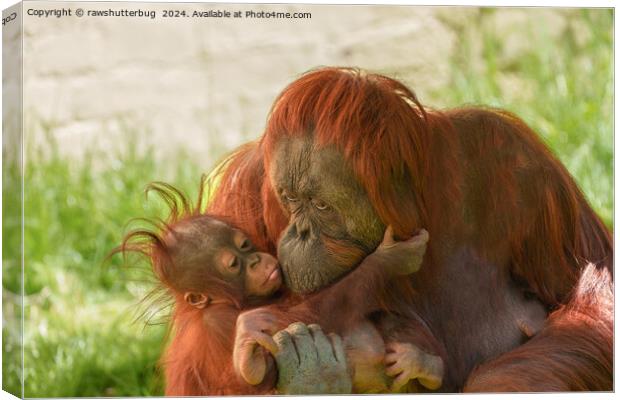 Orangutan Mother Tender Moments Canvas Print by rawshutterbug 