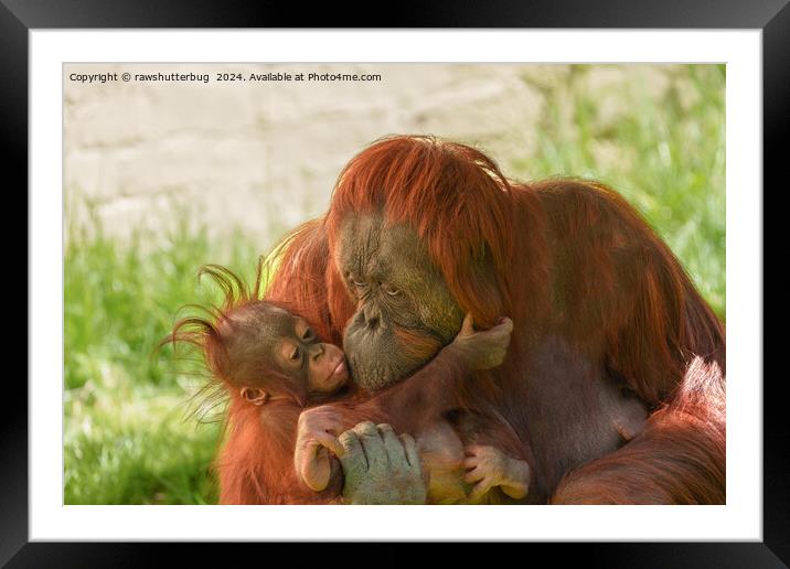 Orangutan Mother Tender Moments Framed Mounted Print by rawshutterbug 