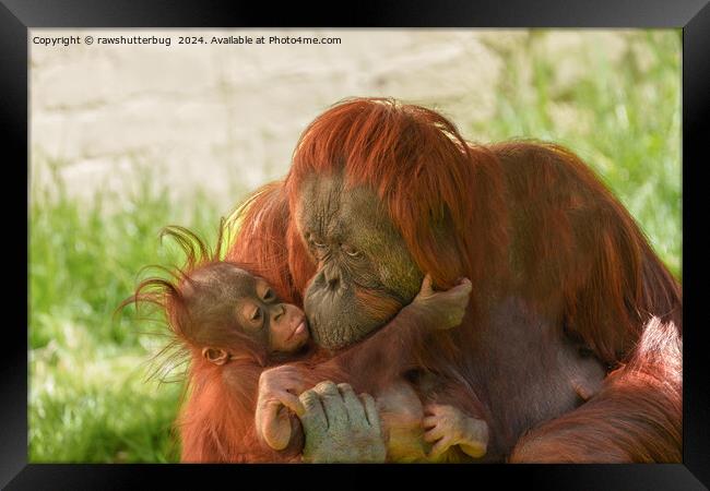 Orangutan Mother Tender Moments Framed Print by rawshutterbug 