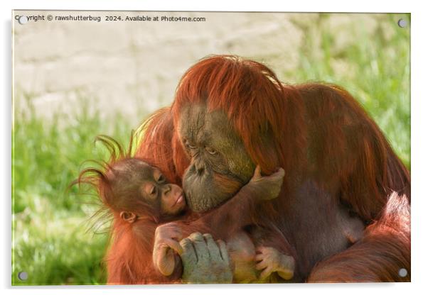 Orangutan Mother Tender Moments Acrylic by rawshutterbug 