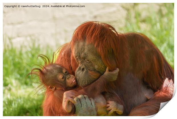 Orangutan Mother Tender Moments Print by rawshutterbug 
