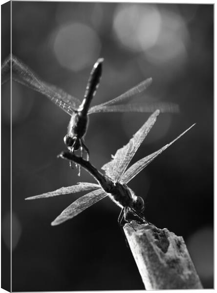 Dragonflies in Flight Canvas Print by Alex Fukuda