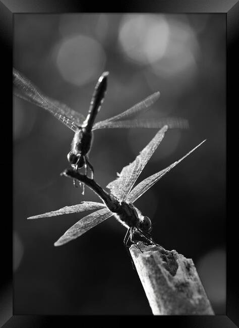 Dragonflies in Flight Framed Print by Alex Fukuda