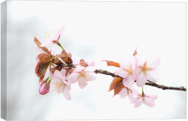 Sakura Cherry Blossom Canvas Print by Alex Fukuda