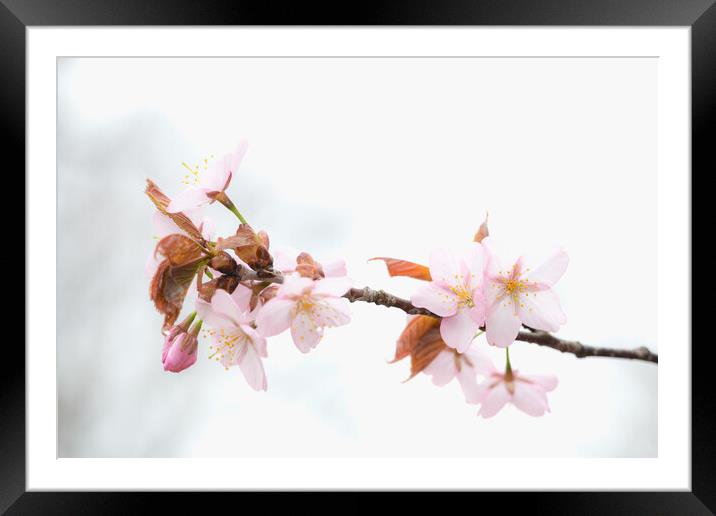 Sakura Cherry Blossom Framed Mounted Print by Alex Fukuda