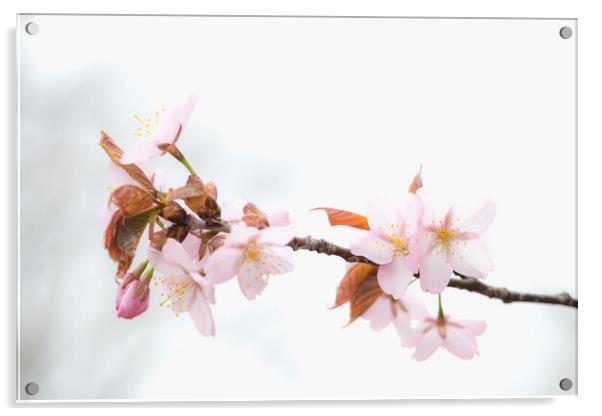 Sakura Cherry Blossom Acrylic by Alex Fukuda