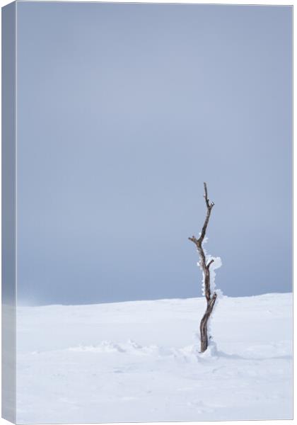Last of the Birch Trees Canvas Print by Alex Fukuda