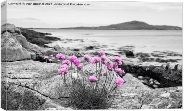 Sea Pink Thrift Flowers on South Uist Rocky Coast Canvas Print by Pearl Bucknall