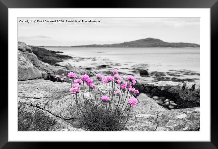 Sea Pink Thrift Flowers on South Uist Rocky Coast Framed Mounted Print by Pearl Bucknall