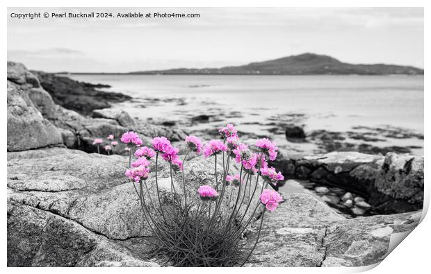 Sea Pink Thrift Flowers on South Uist Rocky Coast Print by Pearl Bucknall