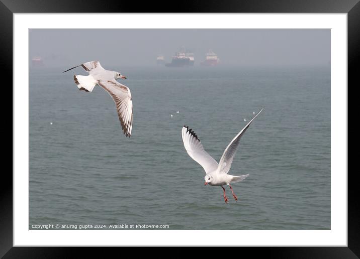 seagulls Framed Mounted Print by anurag gupta