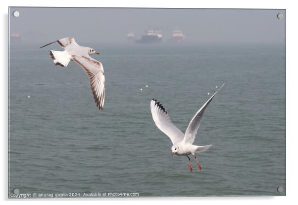 seagulls Acrylic by anurag gupta