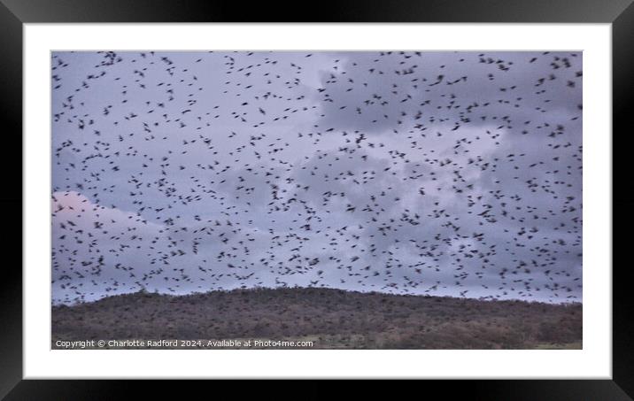 Flight of the Starlings Framed Mounted Print by Charlotte Radford