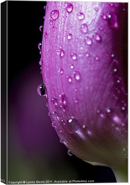 Rained On Canvas Print by Lynne Morris (Lswpp)