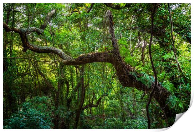 Old Forest In Sintra Mountains In Portugal Print by Artur Bogacki