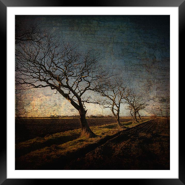 Winter trees Framed Mounted Print by Stephen Mole