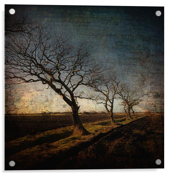Winter trees Acrylic by Stephen Mole