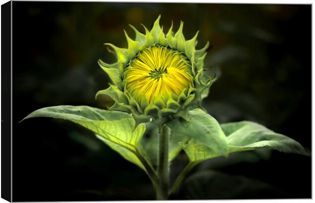 Sunflower waiting to Bloom  Canvas Print by Ray Tickle