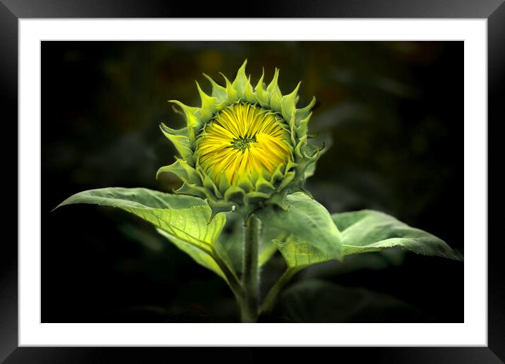 Sunflower waiting to Bloom  Framed Mounted Print by Ray Tickle