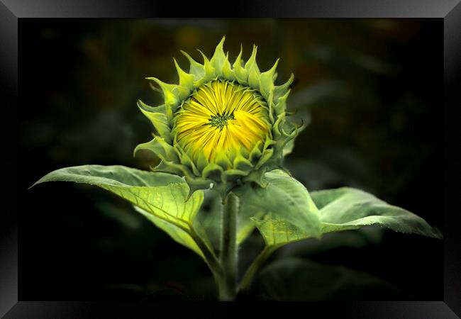 Sunflower waiting to Bloom  Framed Print by Ray Tickle