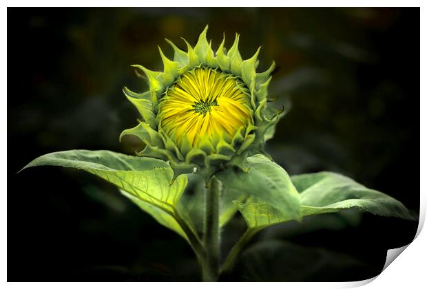 Sunflower waiting to Bloom  Print by Ray Tickle