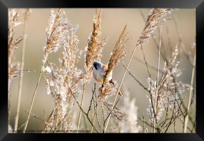 Bearded tit bird Framed Print by Helen Reid