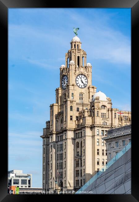 Royal Liver Building Framed Print by Man And Life