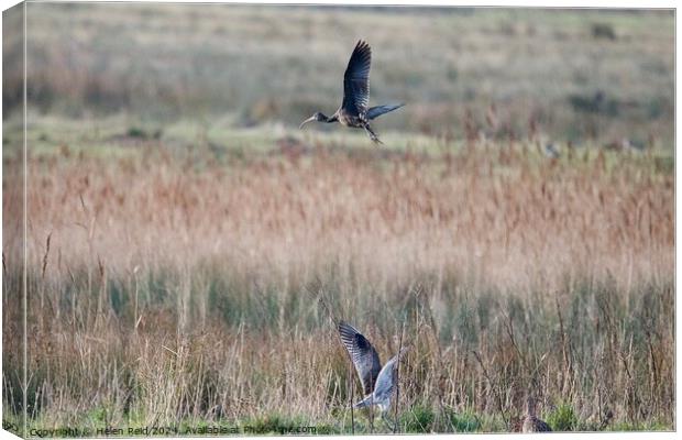 Glossy ibis in flight Canvas Print by Helen Reid