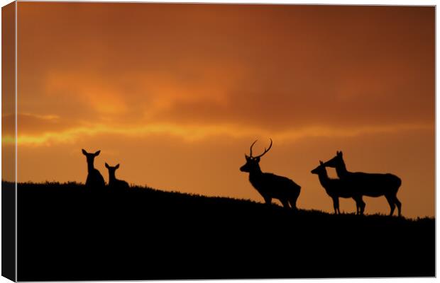 Strathglass Silhouettes Canvas Print by Macrae Images