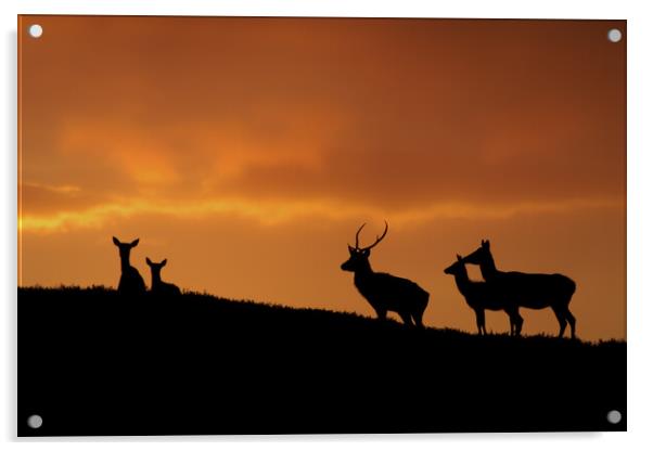 Strathglass Silhouettes Acrylic by Macrae Images